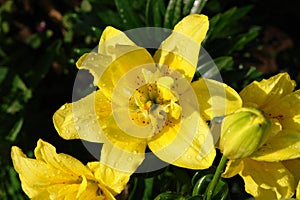 A close up of yellow double lily flower of the `Fata Morgana` variety photo