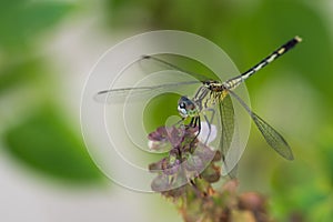 Close up yellow dragon fly