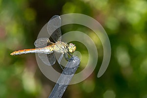 Close up yellow dragonfly on the branches