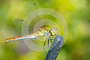 Close up yellow dragonfly on the branches