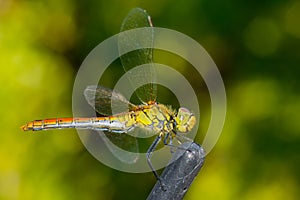 Close up yellow dragonfly on the branches