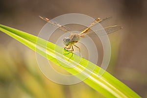 Close up of yellow dragonfly on green leaf, background blur