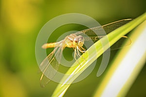 Close up of yellow dragonfly on green leaf, background blur