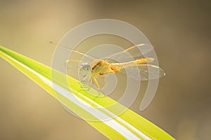 Close up of yellow dragonfly on green leaf, background blur