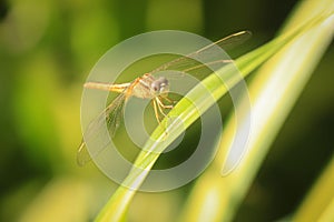 Close up of yellow dragonfly on green leaf, background blur