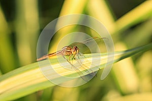 Close up of yellow dragonfly on green leaf, background blur