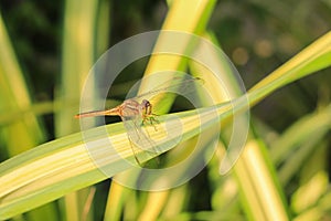 Close up of yellow dragonfly on green leaf, background blur