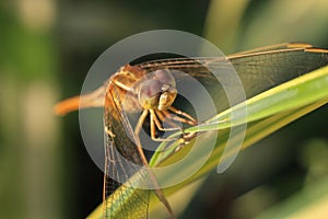 Close up of yellow dragonfly on green leaf, background blur