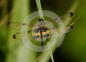 Close-up of a yellow dragonfly perched on a green leaf