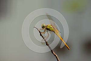 close up of a yellow dragonfly perching on a branch