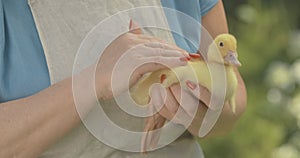 Close-up of yellow duckling quacking as unrecognizable senior woman caressing baby bird. Cute domestic animal in female