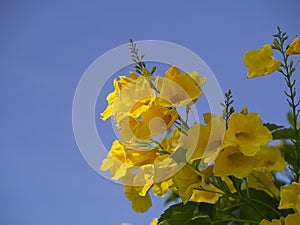 Close up Yellow elder, Trumpetbush flower