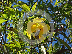 Close-up of Yellow elder, Yellow bells, or Trumpet vine flowers