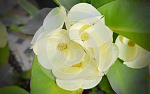 Close Up Yellow Euphorbia milii flower.