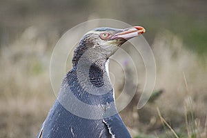 The close-up of yellow-eyed penguin at the shore of Otago Peninsula, New Zealand.