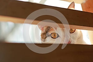 Close-up of a yellow-eyed white cat looking through a wooden fence