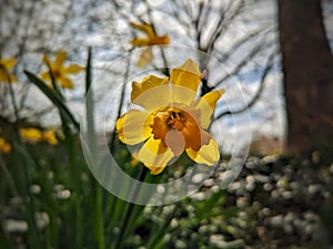 Close up on a yellow flower