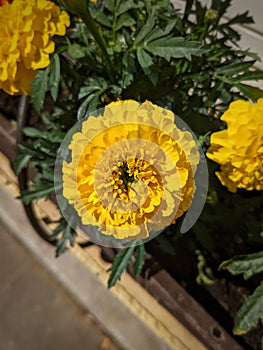 Close up on a yellow flower