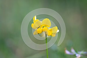 Close up of a yellow flower on a background of green grass.