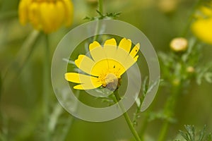 Close up yellow flower Crown Daisy depth of field in wild nature