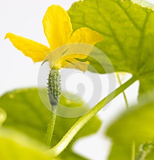 Close-up of a yellow flower on a cucumber isolated on a white background.