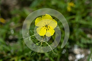 Close up The yellow flower of devil's thorn with blur leaves