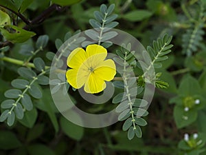 Close up The yellow flower of devil's thorn with blur leaves