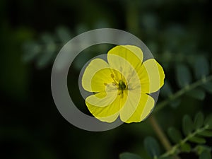 Close up The yellow flower of devil's thorn with leaves