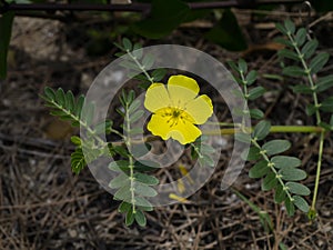 Close up The yellow flower of devil's thorn with leaves