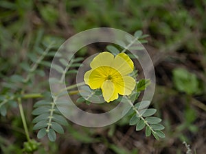 Close up The yellow flower of devil's thorn with leaves