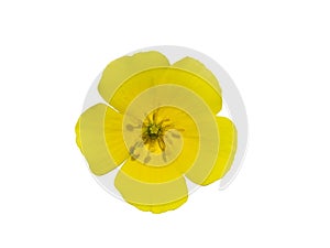 Close up the yellow flower of devil's thorn on white background