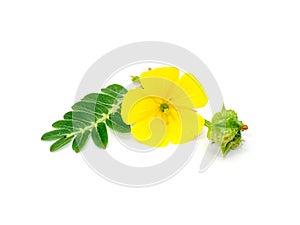 Close up the yellow flower and fresh fruit of devil's thorn with leaves on white background