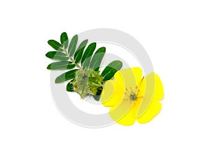 Close up the yellow flower and fresh fruit of devil's thorn with leaves on white background