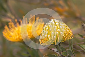 Close up of  yellow  flower head of a leucospermum