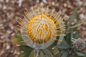 Close up of  yellow  flower head of a leucospermum i