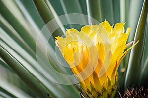 Close up of the yellow flower of a hedgehog Echinopsis cactus blooming in a garden in California; green background