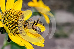 A close-up of a yellow flower with a huntsman spider holding a bee victim