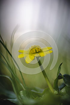 Close up of yellow flower, lesser celandine or ranunculus ficaria.