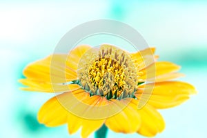 Close up yellow flower with ligh blue background tone photo