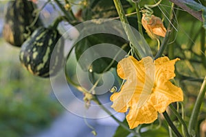 Close up yellow flower of pumpkin growing in field plant.