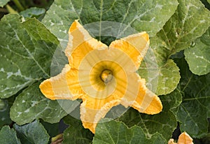 Close up yellow flower of pumpkin growing in field plant