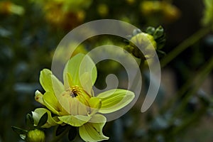 Close-up of a yellow flower. Selective focus