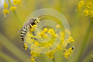 close-up of yellow flower with stamen with a yellow and black wasp on it.