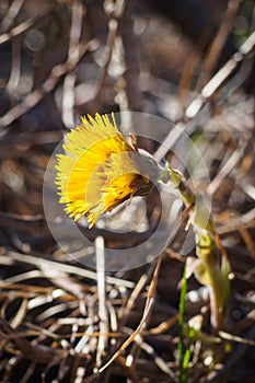 Close-up of yellow flower of Tussilago farfara, commonly known as coltsfoot. Selective focus, vertical view