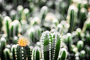 Close-up yellow flower -view shot cactus nature living environment stilllife concept idea background