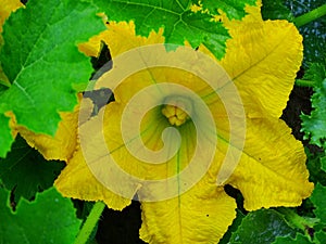 Close up yellow flower of the zucchini (Cucurbita pepo