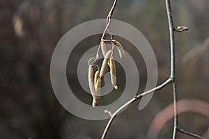 Close-up of yellow flowering hazelnut catkins on blurred background . Selective focus on single catkins