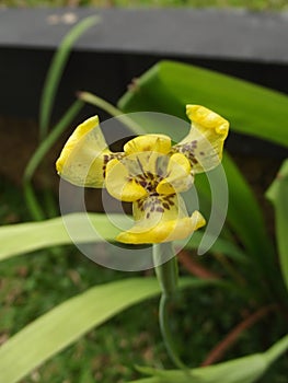 Close-up of yellow flowering plant