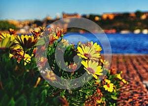 close-up of yellow flowering plant against sky