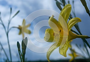 Close up of yellow flowering plant against sky